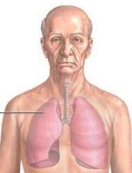 Lungs