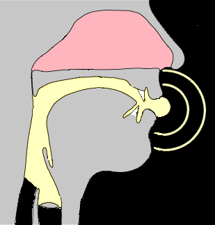 Sound passing through vocal tract